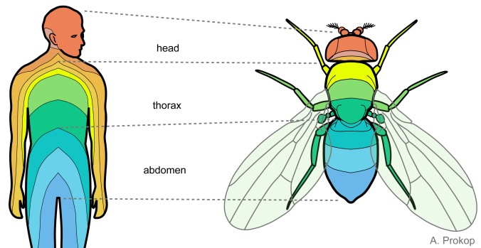 Flies and humans show a segmental anatomy (different colours) subdivided into head, thorax and abdomen
