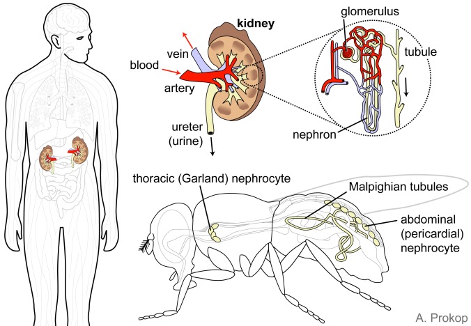 Kidney in humans versus nephrocytes and Malphigian tubules in flies, filter toxic substances from our body fluids