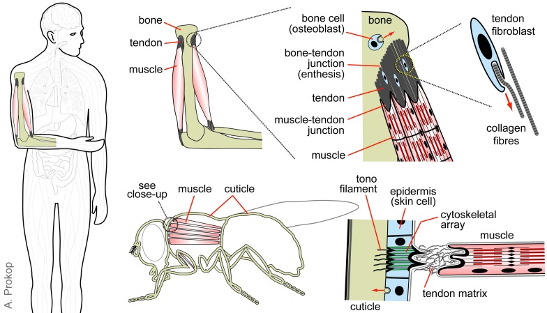 08-Muscle-Bone-2
