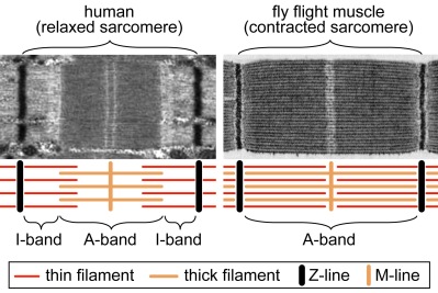 Skeletal muscles of humans and flies are structurally very similar. 