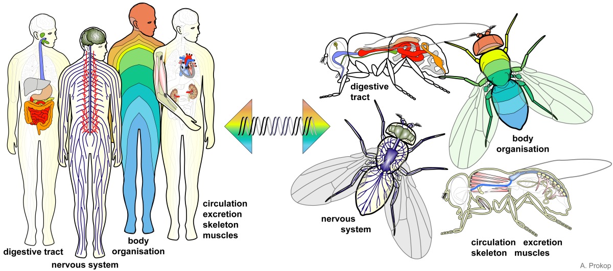 For almost every organ in humans there is a match in flies, and common genes regulate their development, organisation and function.